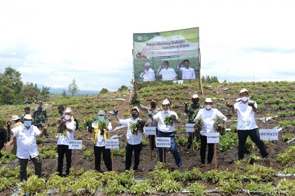 Luhut Sambut Positif Hasil Komoditas Food Estate Humbahas *Hasil Panen di Atas Rata Nasional